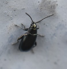 Phyllotreta nigripes