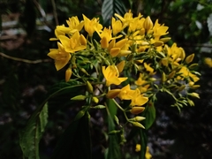 Deppea grandiflora