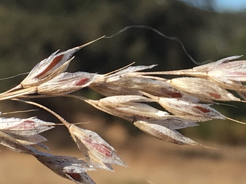 iNaturalist observation photo of grasses