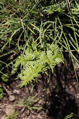 Cheilanthes quadripinnata