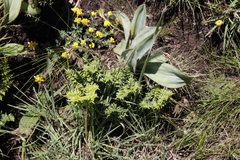 Cheilanthes quadripinnata