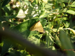 Mecyna lutealis