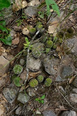 Mammillaria karwinskiana karwinskiana