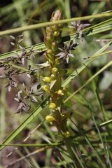 Eragrostis racemosa