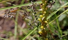 Eragrostis racemosa