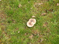 Melanoleuca grammopodia