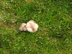 Melanoleuca grammopodia