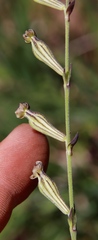Silene burchellii modesta