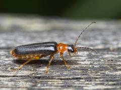 Cantharis nigra