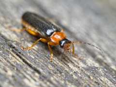 Cantharis nigra