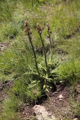 Berkheya purpurea