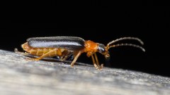 Cantharis nigra