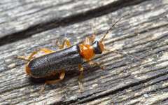 Cantharis nigra