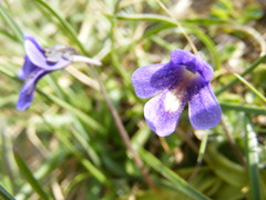 Pinguicula balcanica