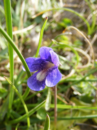 Pinguicula balcanica