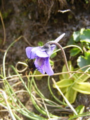 Pinguicula balcanica