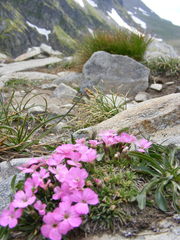 Dianthus microlepis