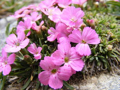 Dianthus microlepis