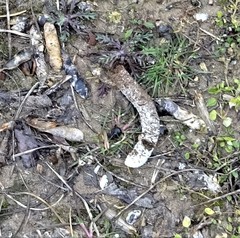 Meleagris gallopavo silvestris