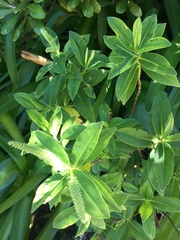 Veronica stricta macroura
