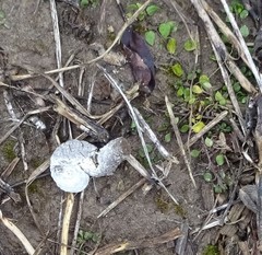 Meleagris gallopavo silvestris