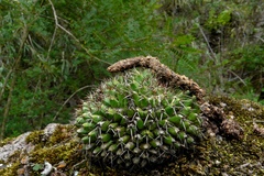 Mammillaria karwinskiana karwinskiana