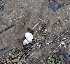 Meleagris gallopavo silvestris