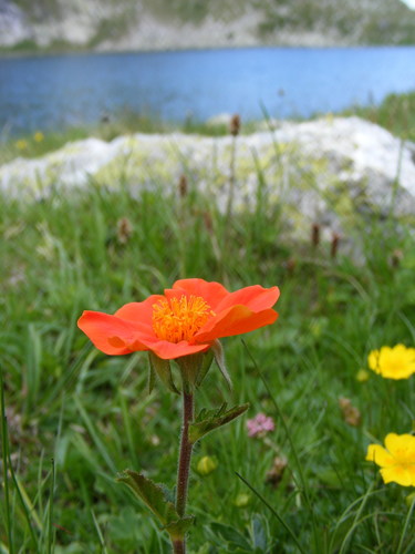 Image of Geum coccineum by (c) Annie Evankow, some rights reserved (CC BY)