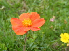 Geum coccineum