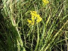 Sebaea sedoides