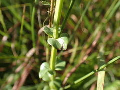 Sebaea sedoides