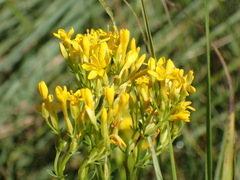 Sebaea sedoides