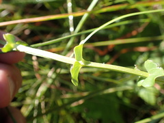 Sebaea sedoides