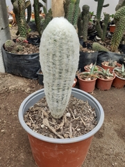 Espostoa lanata