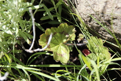 Pelargonium ranunculophyllum