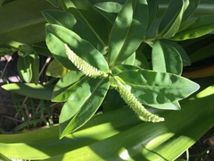 Veronica stricta macroura