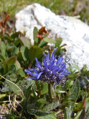 Jasione orbiculata