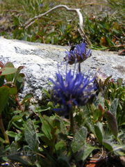 Jasione orbiculata