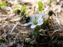Arenaria biflora