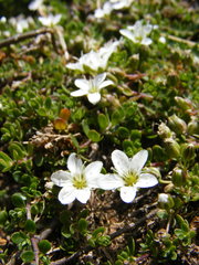Arenaria biflora