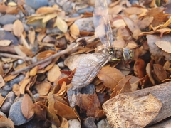 Rhionaeschna variegata