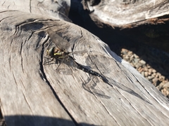 Rhionaeschna variegata