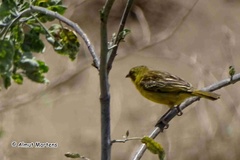 Ploceus castaneiceps