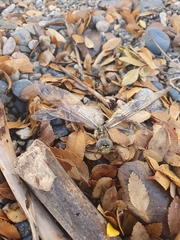 Rhionaeschna variegata