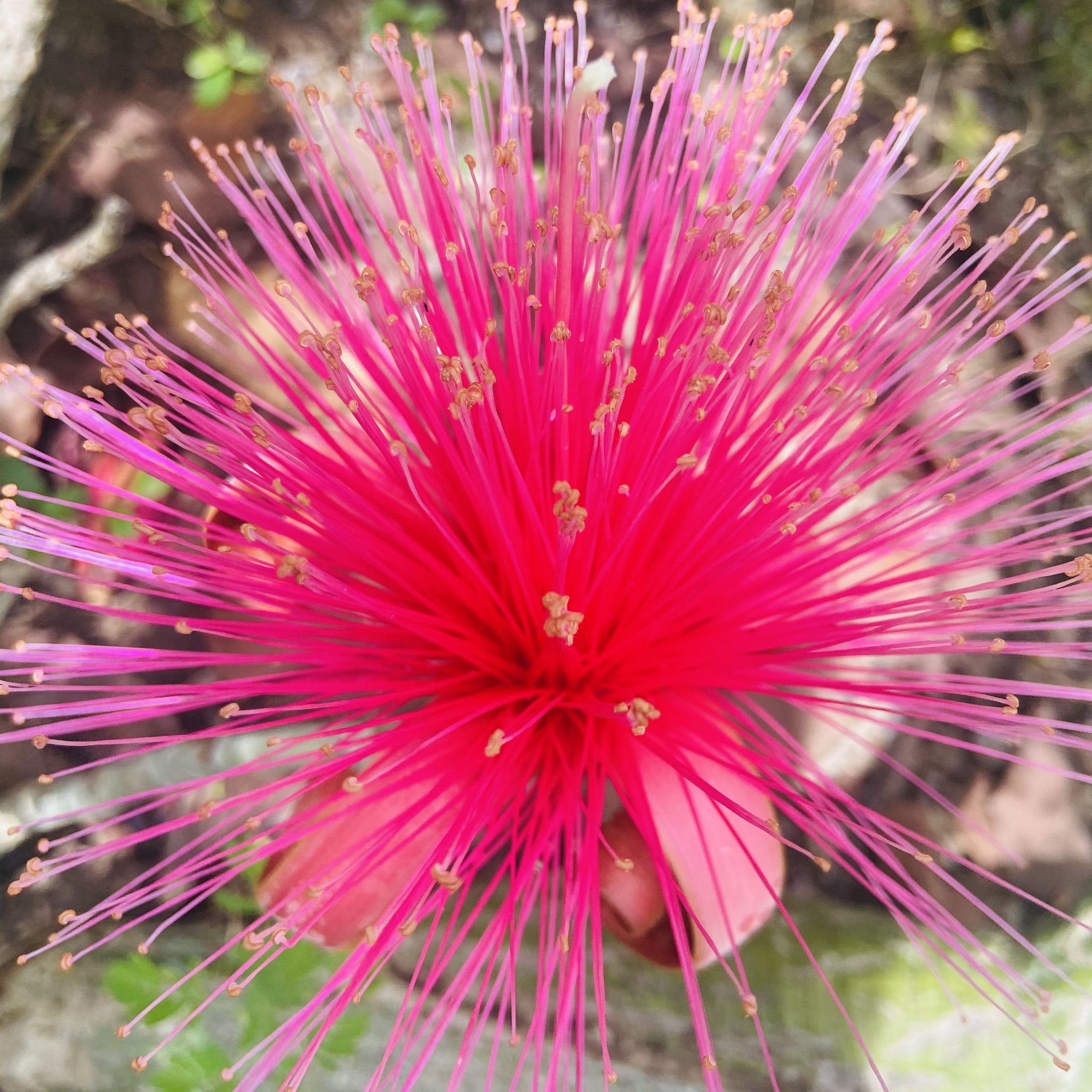 Pseudobombax