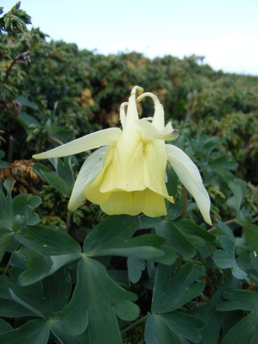 Aquilegia aurea, photograph 1