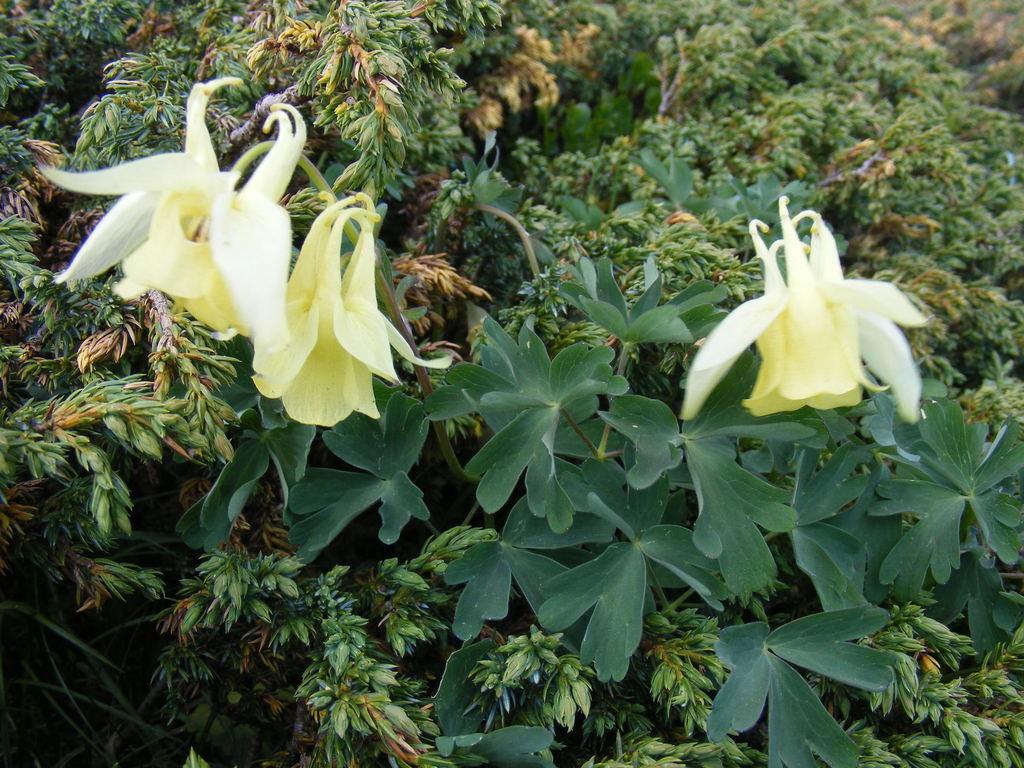 Aquilegia aurea