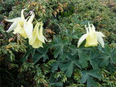 Aquilegia aurea