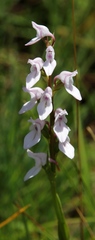 Brownleea recurvata
