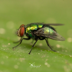 Lucilia eximia